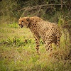 Der Damenbesuch bei Thanda Safari (Copyright: Christian Sperka Photography)