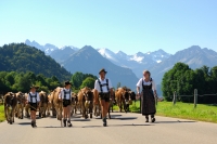 Viehscheid in Oberstdorf