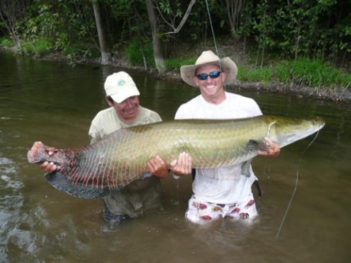 Begehrte Trophäe bei Sportanglern: der Arapaima
