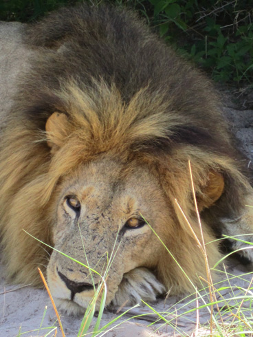 Spannende Erlebnisse und unvergessliche Eindrücke warten in Afrika auf Urlauber Spannende Erlebnisse und unvergessliche Eindrücke warten in Afrika auf Urlauber