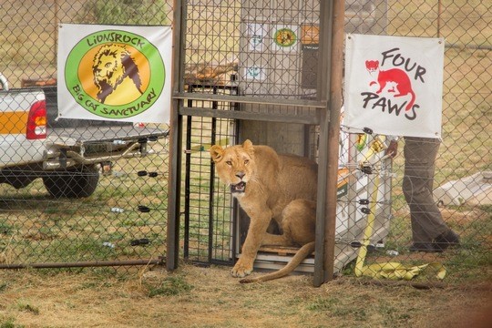 Löwin Nala betritt ihr neues Gehege in LIONSROCK © VIER PFOTEN, Jasmine Duthie