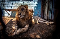 © Four Paws, David Wilson © Four Paws, David Wilson