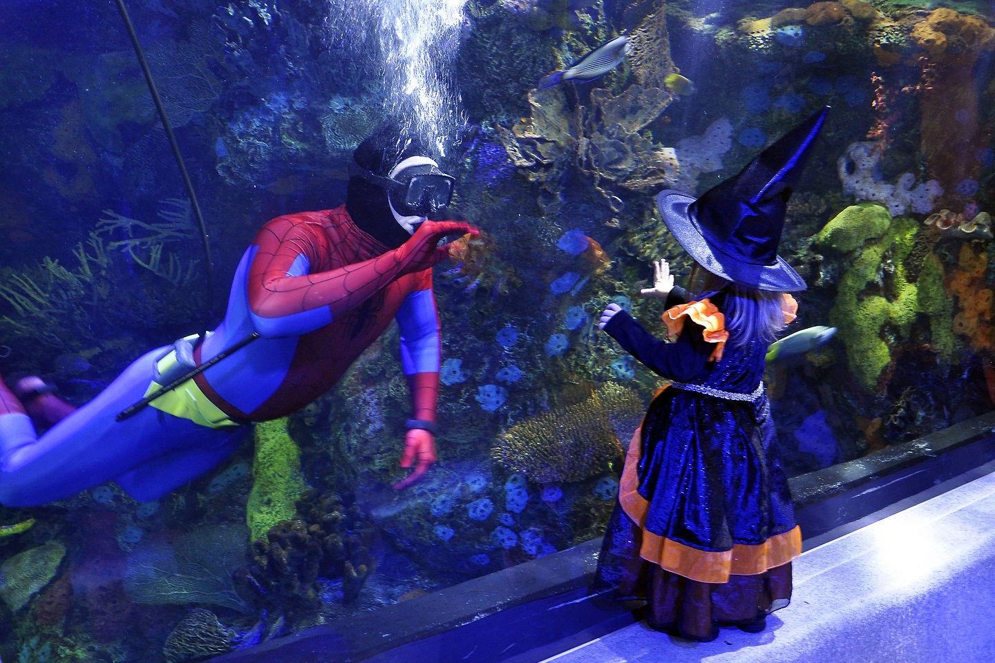 Auch im Virginia Aquarium in Virginia Beach wird Halloween gefeiert. (Bildquelle: Virginia Aquarium 