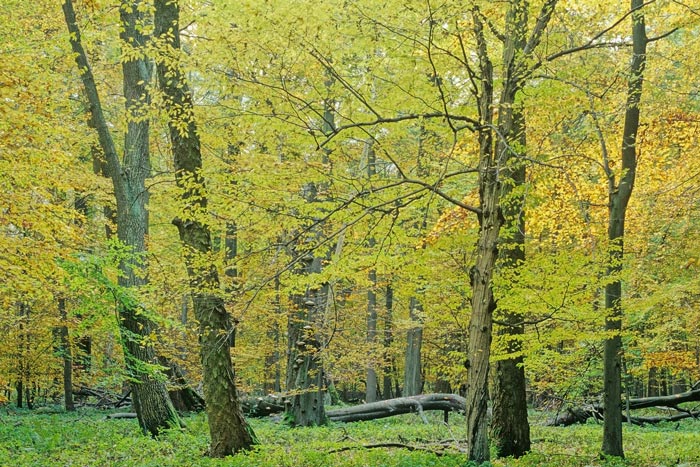 Der Nationalpark Hainich im Herbst Der Nationalpark Hainich im Herbst