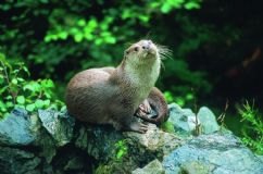 Das Otter-Zentrum in der Südheide Gifhorn