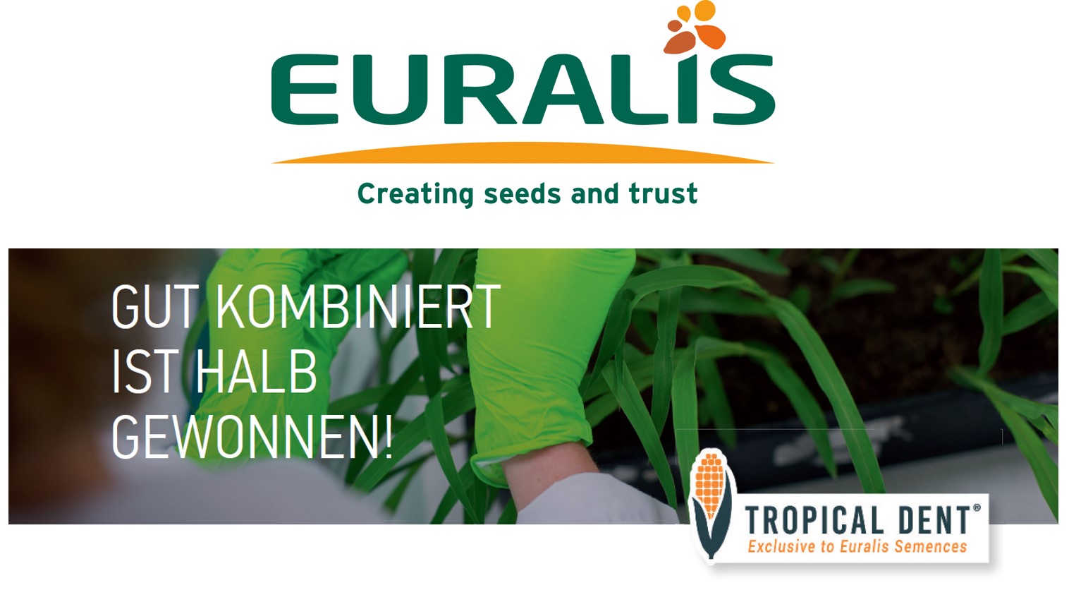 EURALIS Saaten GmbH Erfolgsgeschichte Tropical Dent®