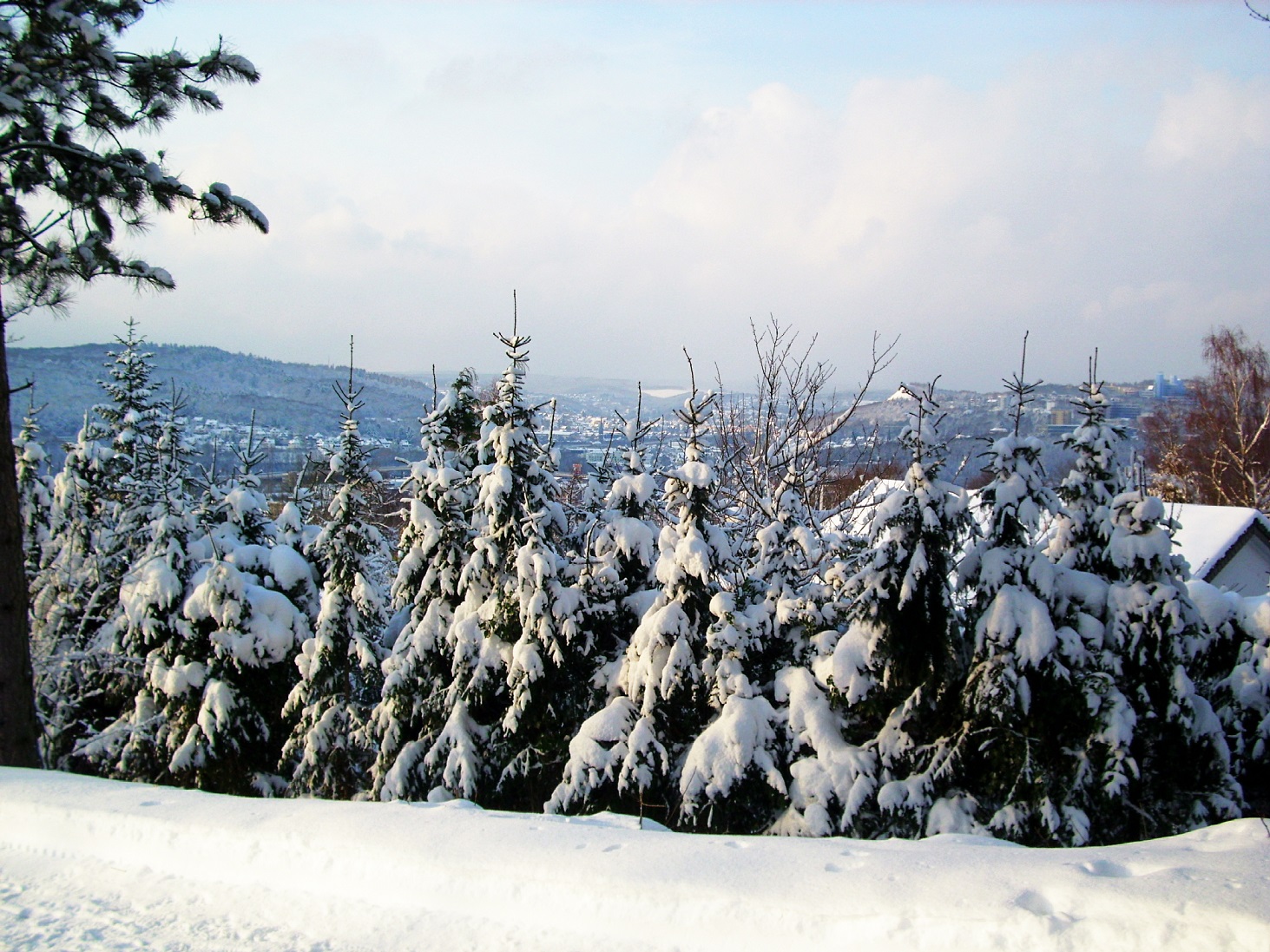 Immer wieder schön, ein verschneiter Nadelwald, hier in Siegen. (Foto: Presseweller)