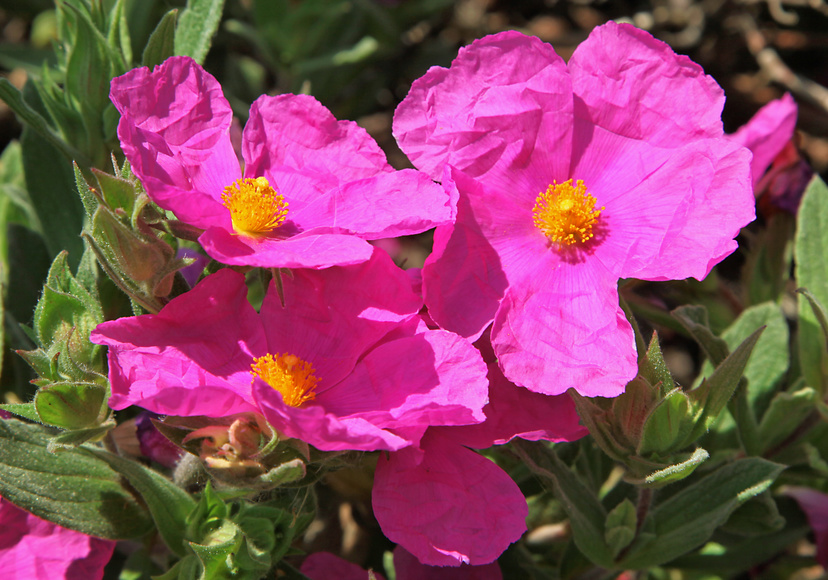 Cistus incanus, die Zistrose Cistus incanus, die Zistrose