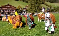 Der große Almabtrieb im Zuge des 55. Wildschönauer Talfests (05.–08.08.10) 