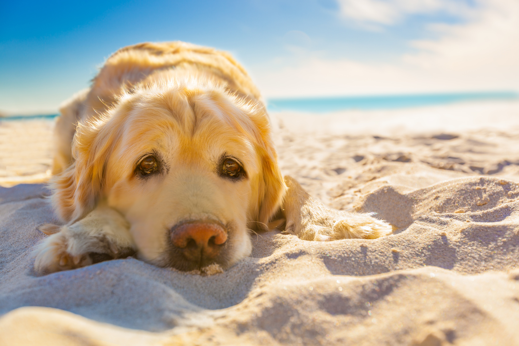 Urlaub mit Hund Urlaub mit Hund