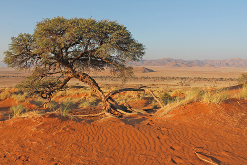Die Namib Wüste wartet mit toller Farbenpracht auf Reisende