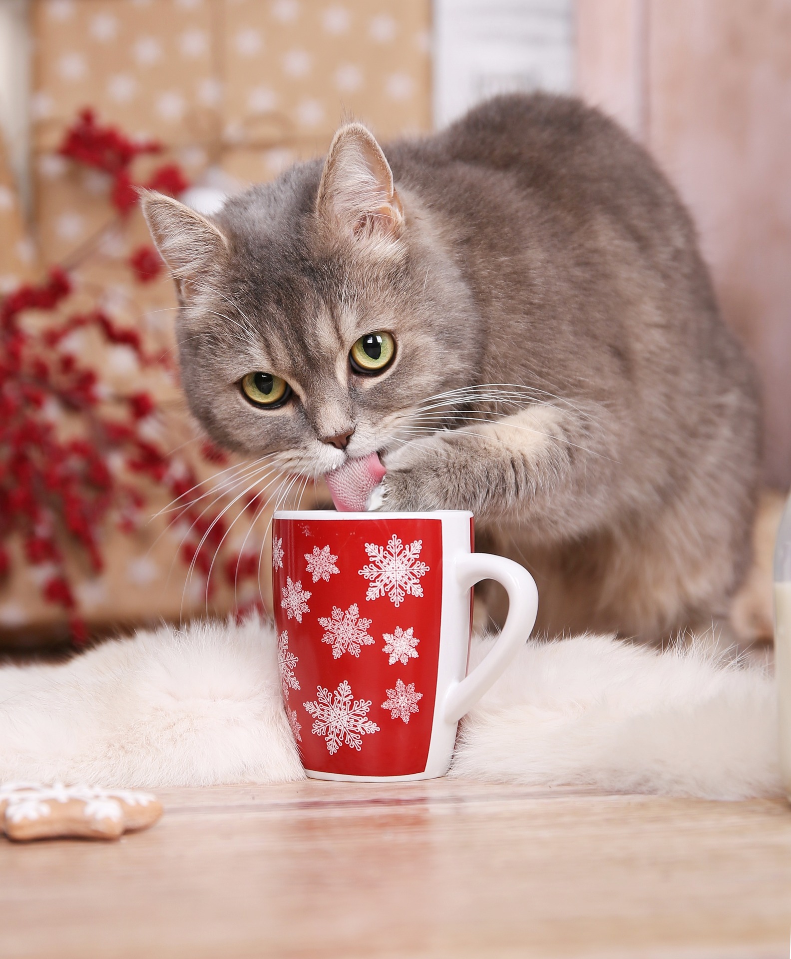 Frohe Weihnachten 2018 (Bildquelle: Creative Commons CC0) Frohe Weihnachten 2018 (Bildquelle: Creative Commons CC0)