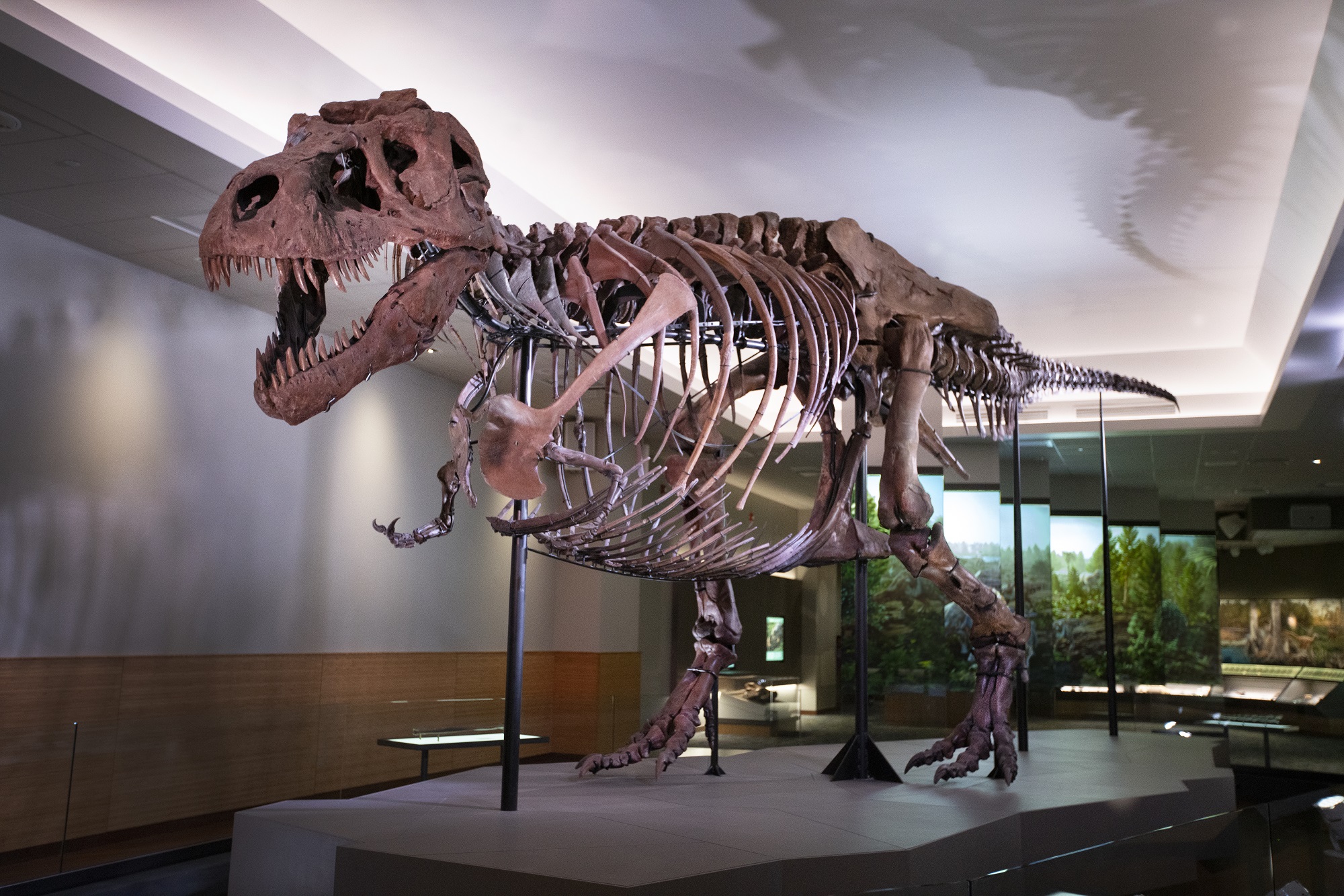 Präsentation von Dinosaurier-Dame Sue im Field Museum in Chicago / Illinois (Bildquelle: Martin Baum Präsentation von Dinosaurier-Dame Sue im Field Museum in Chicago / Illinois (Bildquelle: Martin Baum