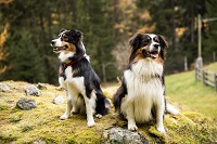 Hunde (c) Martin Karnutsch (Wanderhotel Vinschgerhof)
