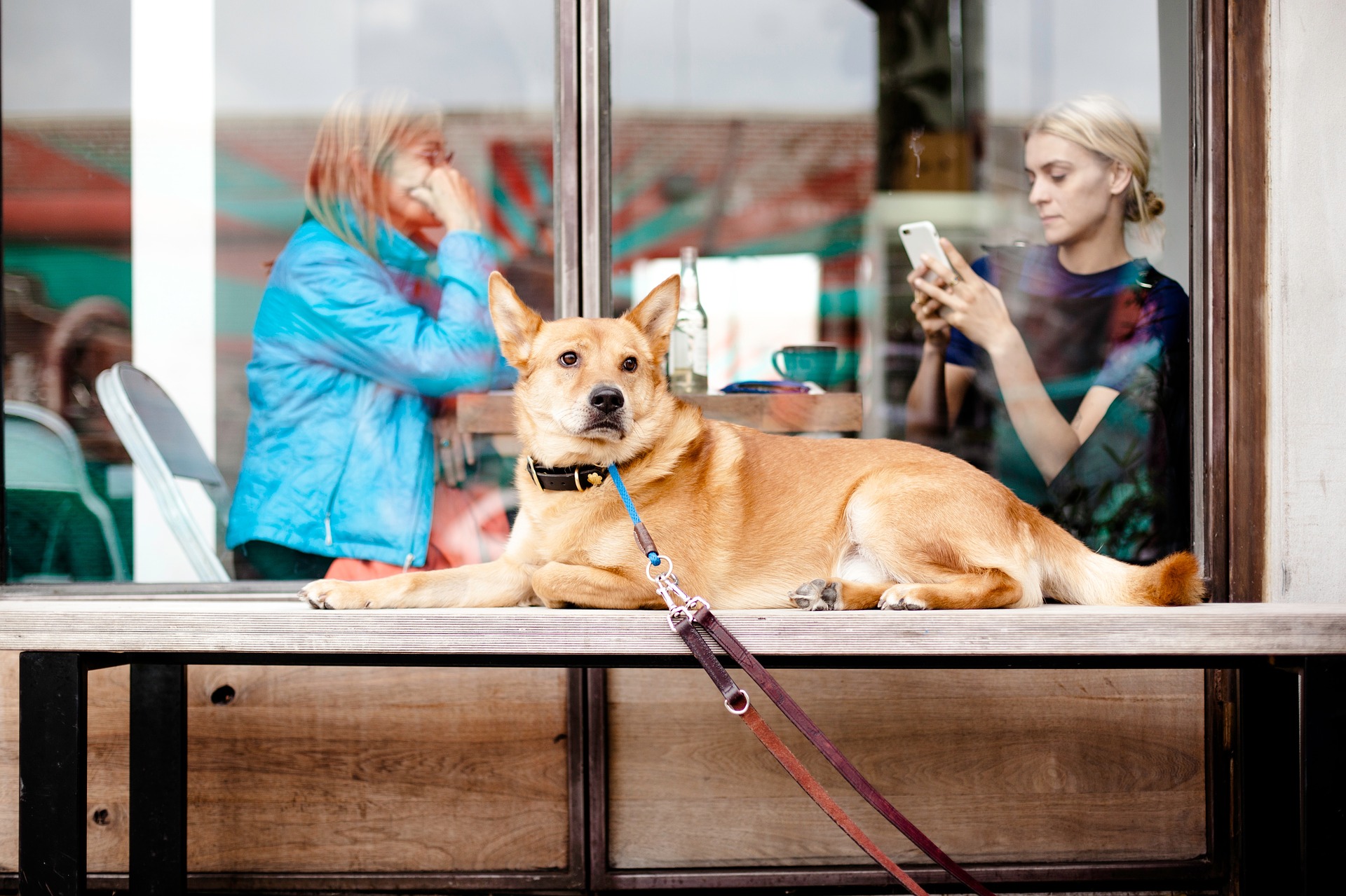 DoggyBed - Manufaktur (Bildquelle: fotolia)