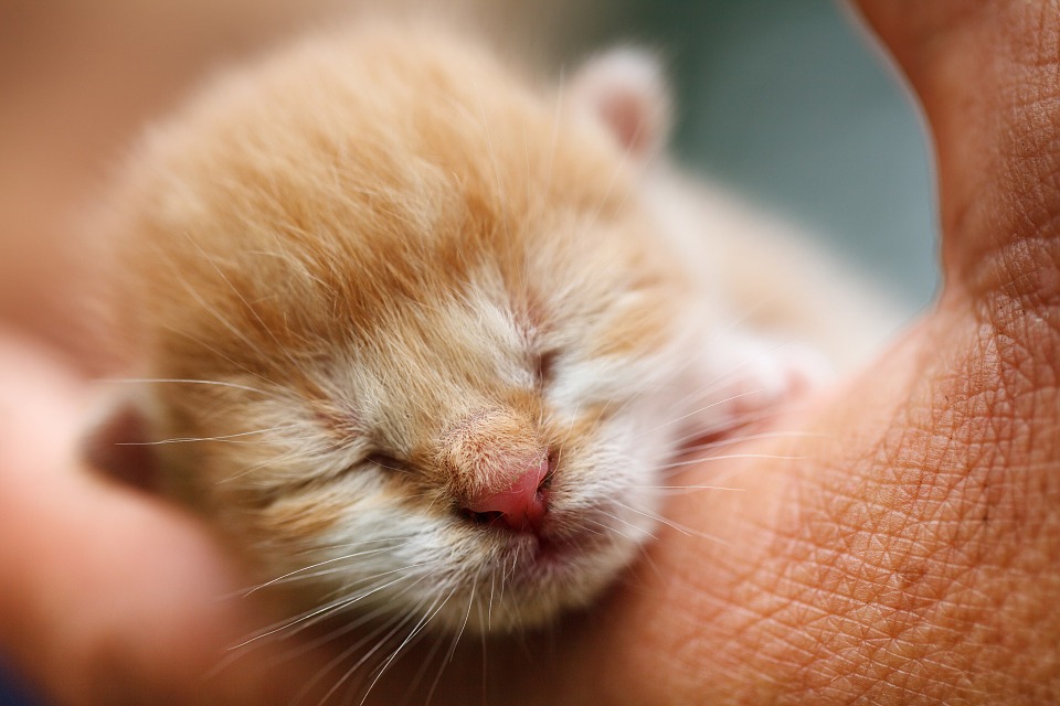 Katzen würden Cat-Domains registrieren... (Bildquelle: gemeinfrei) Katzen würden Cat-Domains registrieren... (Bildquelle: gemeinfrei)
