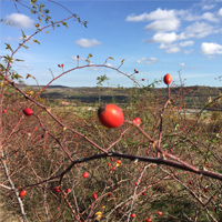 Quelle: Maintal Konfitüren GmbH, Wildwachsende Hagebutte in ursprünglicher Natur Quelle: Maintal Konfitüren GmbH, Wildwachsende Hagebutte in ursprünglicher Natur