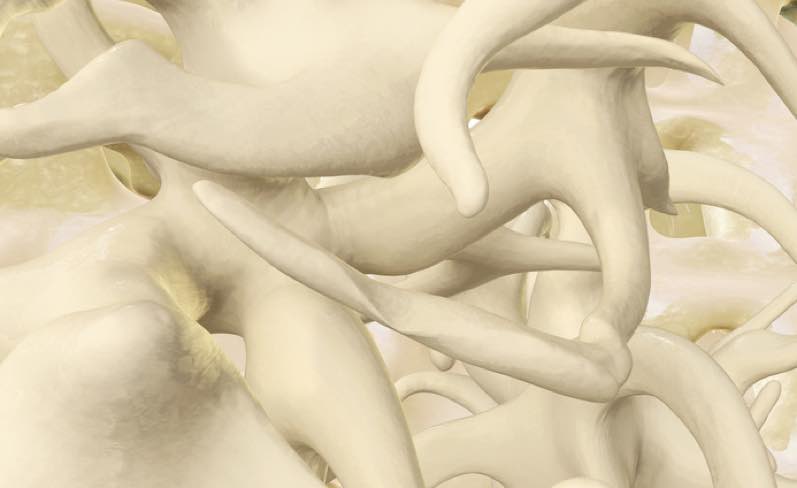 Schnell und kostengünstig durchführbar: die Knochendichtemessung. (Bildquelle:©fotoliaxrender / Foto Schnell und kostengünstig durchführbar: die Knochendichtemessung. (Bildquelle:©fotoliaxrender / Foto