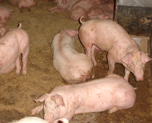 auch Thema auf der 19. AVA-Haupttagung: u.a. Vermeiden des Schwänzekupierens beim Ferkel auch Thema auf der 19. AVA-Haupttagung: u.a. Vermeiden des Schwänzekupierens beim Ferkel