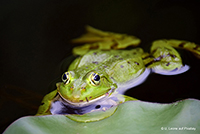 Das Geheimnis des klebrigen Froschzungen-Schleims wurde entschlüsselt. Foto: © U. Leone auf Pixabay