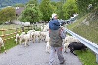 Vater und Sohn mit der Schafherde (c) Rene Gruber (Tourismusverein Klausen)
