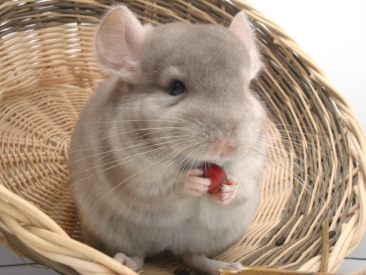 Ernährung von Chinchillas (Bildquelle: Creative Commons CC0) Ernährung von Chinchillas (Bildquelle: Creative Commons CC0)