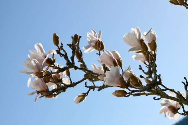 Der Garten stellt immer wieder für den Hobbygärtner neue Herausforderungen. Der Garten stellt immer wieder für den Hobbygärtner neue Herausforderungen.