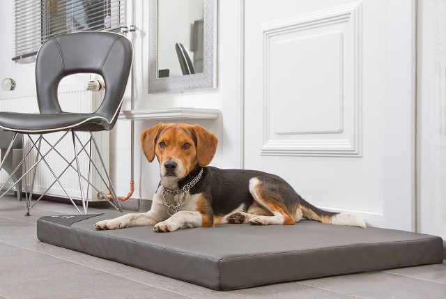 Exklusive Hundematte von DoggyBed