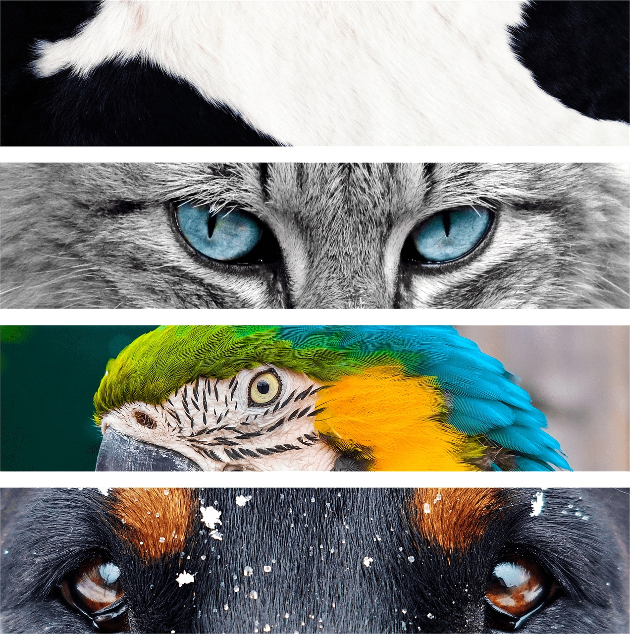 Tiervideos bei TierklinikenNet (Bildquelle: Creative Commons CC0)