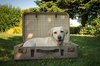 Süßer Hundewelpe im Reisekoffer (c) Fotolia (riverresort Donauschlinge)