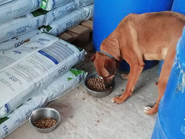 Spanischer Vierbeiner mit Futterspenden vom „Spenden-Marathon für Tiere“ 2018. Foto:pro Hund andaluz