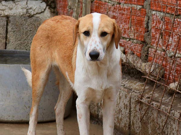 Foto: SardinienHunde e.V. 