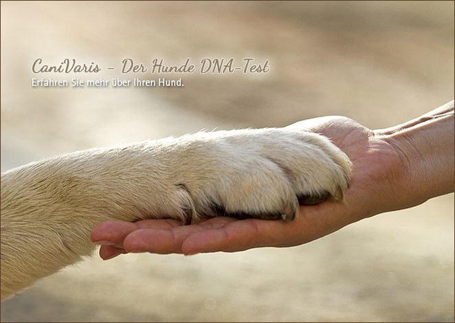 OriVita Diagnostik DNA Analysen für Hunde