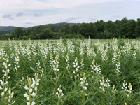 Eiweissquelle der Zukunft - Suesslupinen bluehen blau oder weiss (c) Prolupin GmbH