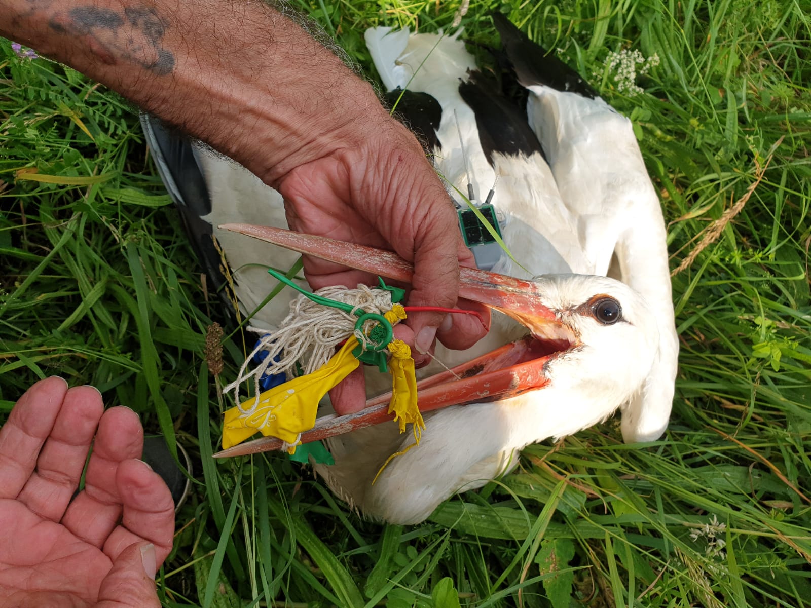 Storch durch Luftballons schwer verletzt