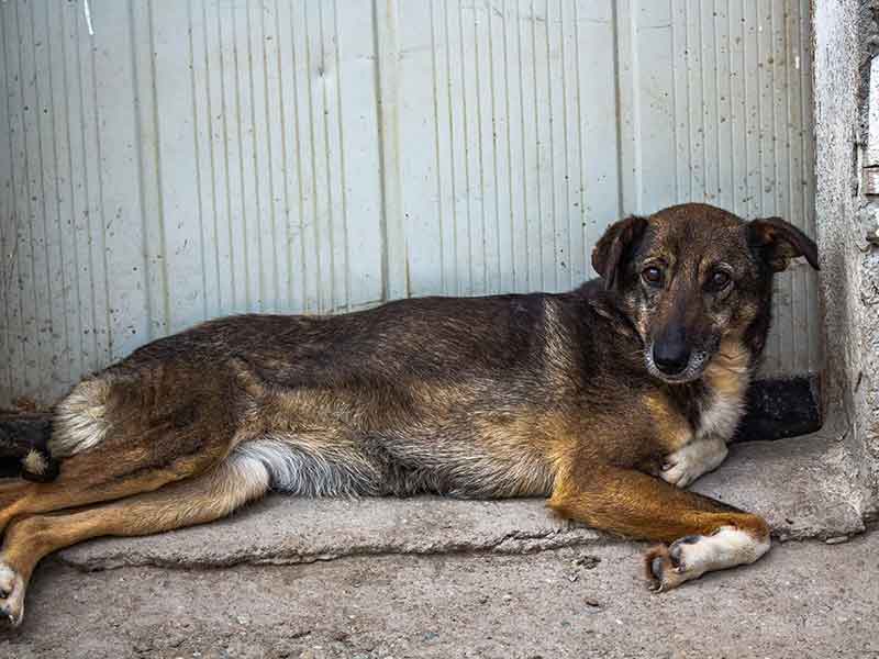 In Rumänien leben ca. 6 Millionen Straßenhunde.