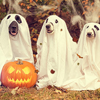 Witzige Hundekostüme für Halloween