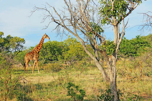 Südafrika bietet seinen Urlaubern landschaftliche Vielfalt und faszinierende Tierbegegnungen. (Bildq