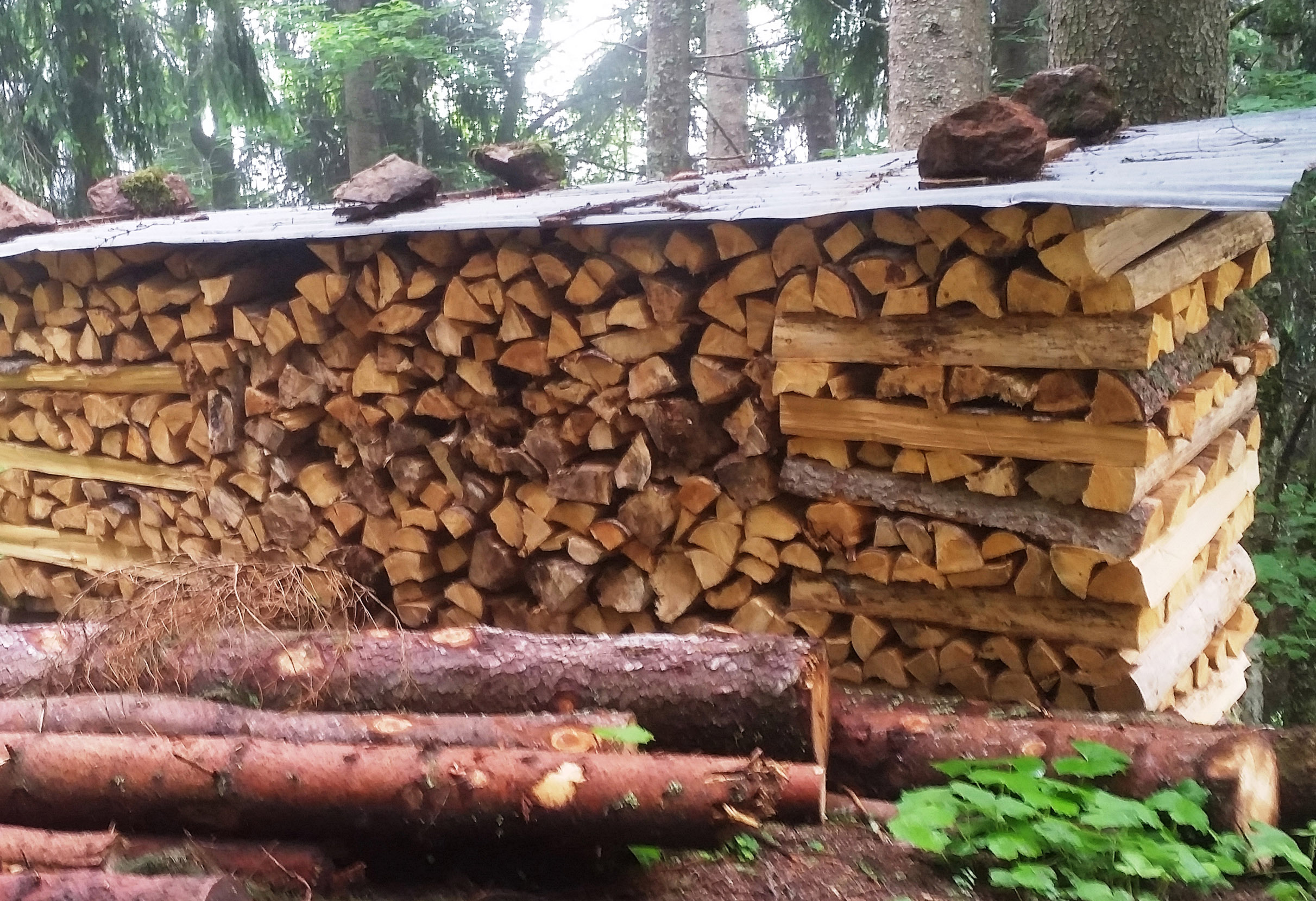 Natürlicher Holzkreislauf sorgt für ausgeglichene CO2-Bilanz