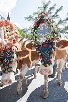 Kühe mit pompösen Kopfschmuck beim Almabtrieb (Posthotel Achenkirch) Kühe mit pompösen Kopfschmuck beim Almabtrieb (Posthotel Achenkirch)