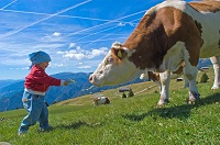 Kind füttert Kuh auf der Feldthurner Alm (c) Georg Hofer (Tourismusgenossenschaft Klausen)