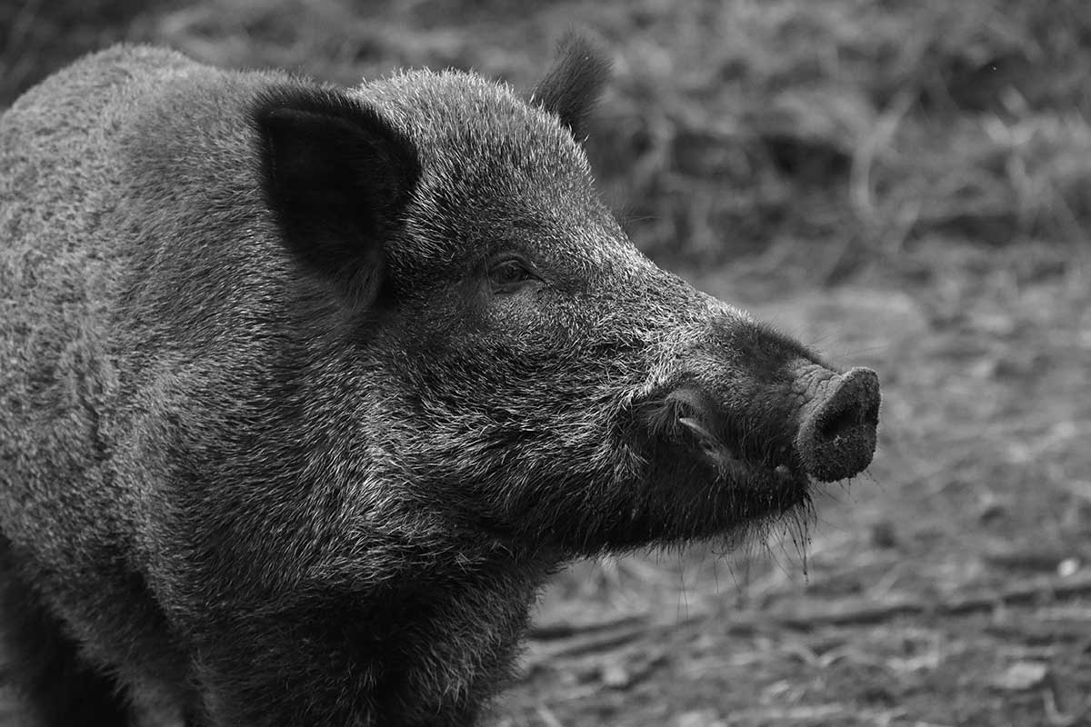 WildsauSEO Contest - wer macht das Rennen um Position 1 bei Google (Bildquelle: @pexels.com) WildsauSEO Contest - wer macht das Rennen um Position 1 bei Google (Bildquelle: @pexels.com)