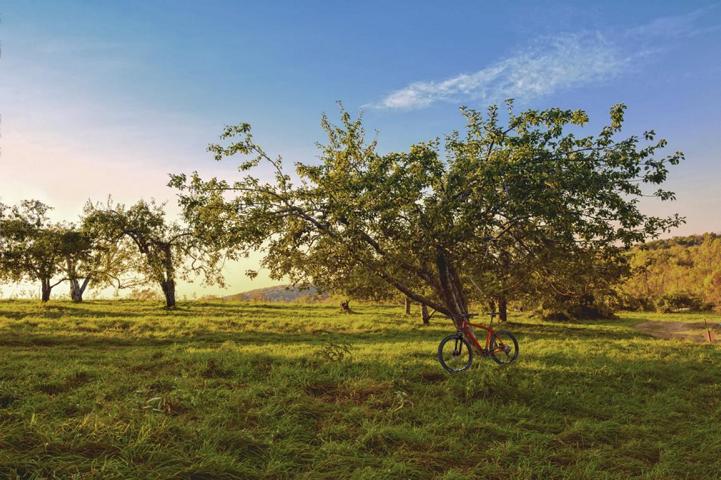 Streuobstwiese im Herbstlicht