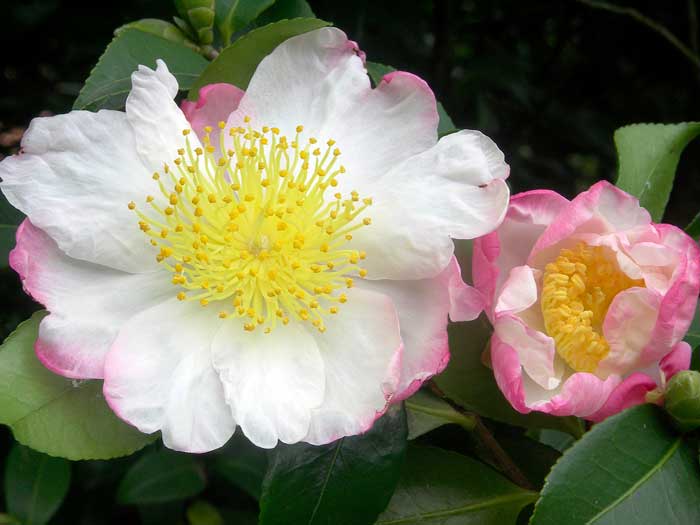 Camellia Sasanqua © Consorzio Fiori Tipici del Lago Maggiore Camellia Sasanqua © Consorzio Fiori Tipici del Lago Maggiore