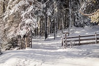 Verschneiter Waldwanderweg im Winter (Hotel Tann)