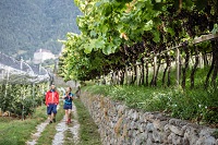 Wanderung in den Weinbergen (c) Tourismusverein Dorf Tirol (Hotel Golserhof)