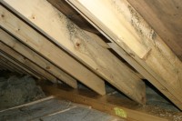 Schimmelpilzbefall im Dachstuhl