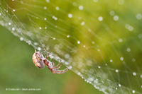 Auch bei Regen klebt die Beute der Spinne fest im Netz. Foto: Foto: Creaturart – stock.adobe.com