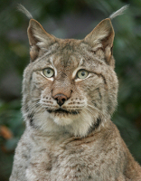 Kauflux-Tierpatenschaft: Sibirischer Luchs im Zoo Wuppertal Kauflux-Tierpatenschaft: Sibirischer Luchs im Zoo Wuppertal