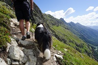 Hund und Mensch auf Abenteuertour in den Alpen (Wanderhotel Vinschgerhof) Hund und Mensch auf Abenteuertour in den Alpen (Wanderhotel Vinschgerhof)